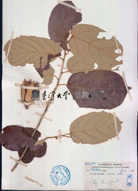 異葉翅子木藏品圖，第1張