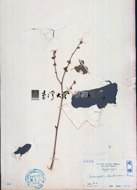 垂桉草藏品圖，第1張