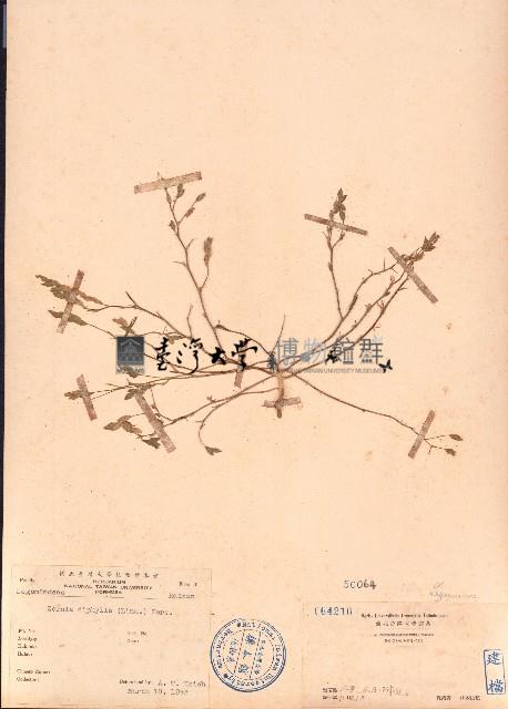 丁葵草藏品圖，第1張