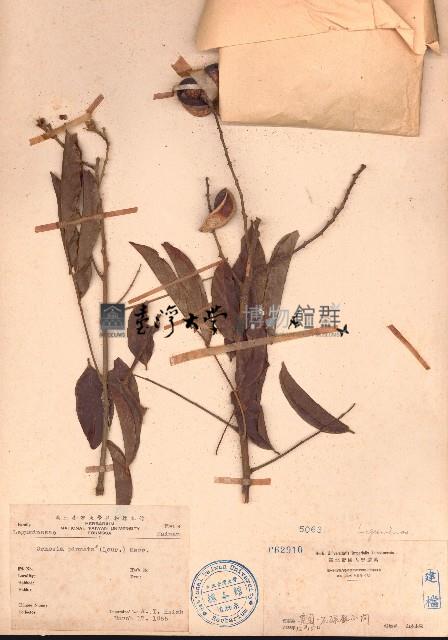 海南红豆藏品圖，第1張