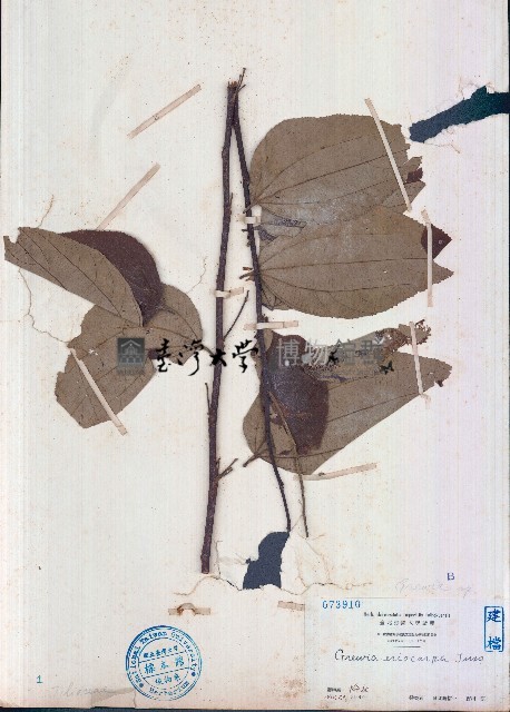 大葉捕魚木藏品圖，第1張