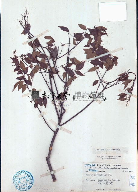 小葉紅葉藤藏品圖，第1張