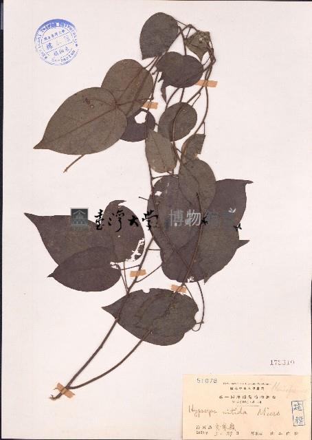 夜花藤藏品圖，第1張