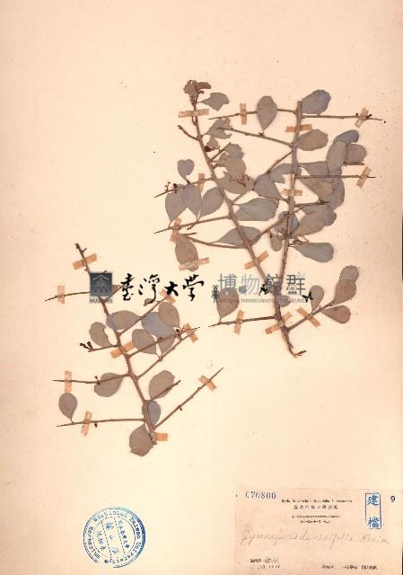 刺裸實、北仲藏品圖，第1張