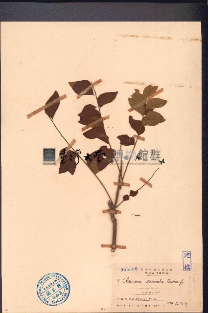 過山香藏品圖，第1張