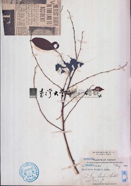 白背算盤子藏品圖，第1張