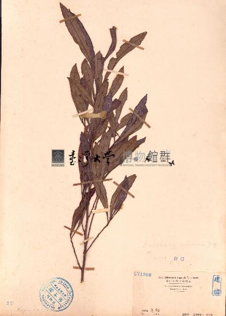 車桑子藏品圖，第1張