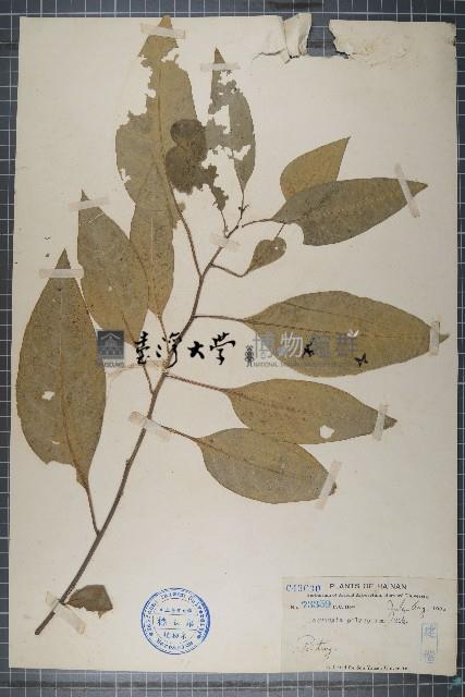 多籽漿果莧藏品圖，第1張