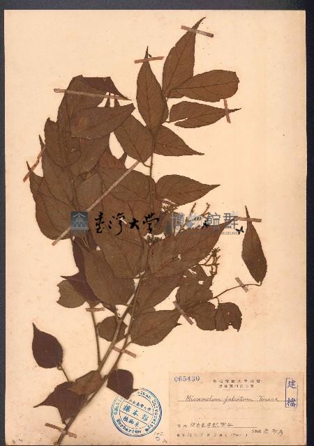 大管、白木藏品圖，第1張