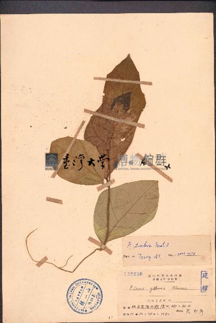 斜葉榕藏品圖，第1張