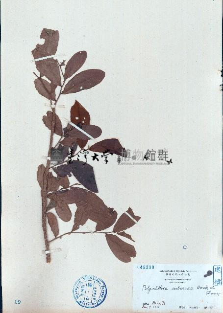 暗羅、雞爪樹藏品圖，第1張