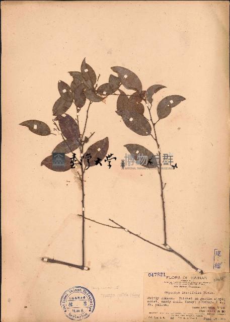 夜花藤藏品圖，第1張