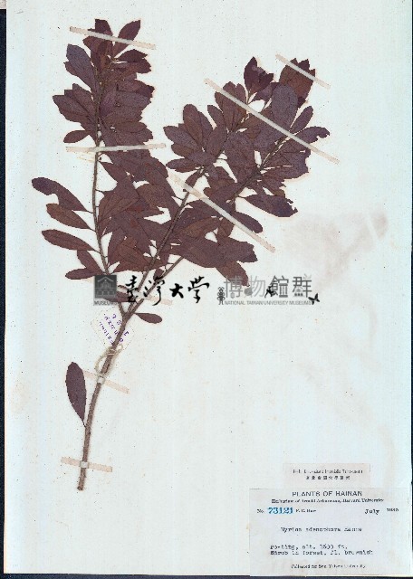 青楊梅、恆春楊梅藏品圖，第1張