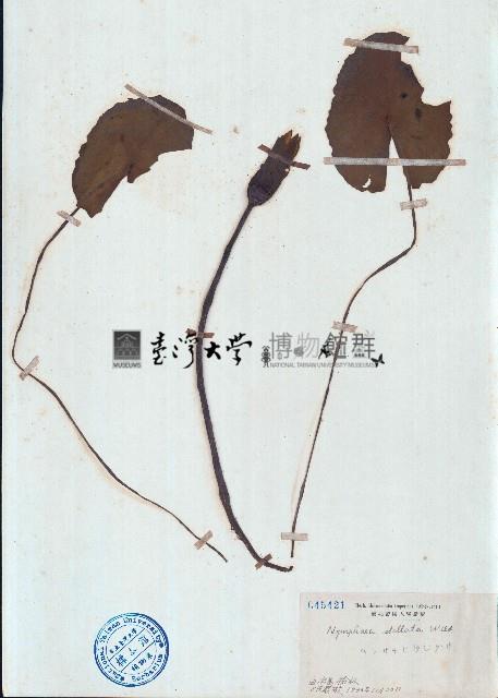 藍睡蓮藏品圖，第1張