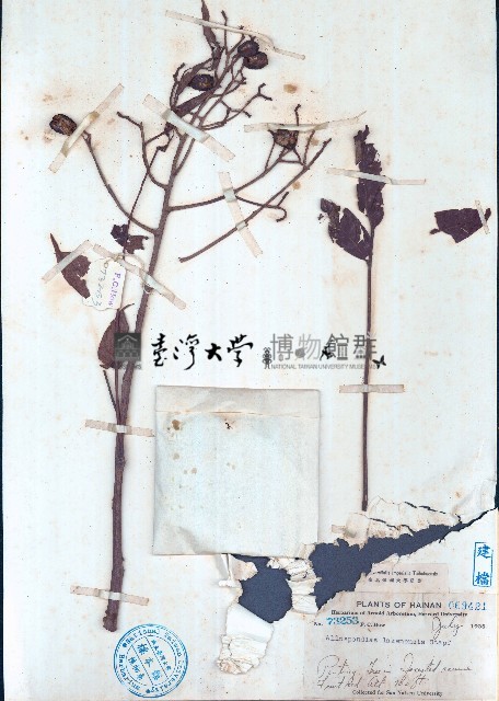 嶺南酸棗藏品圖，第1張