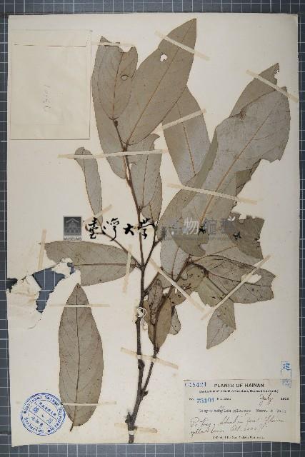 白葉皂帽花藏品圖，第1張