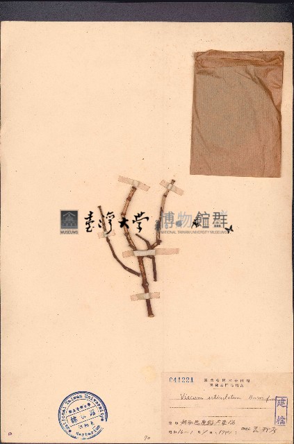扁枝槲寄生藏品圖，第1張