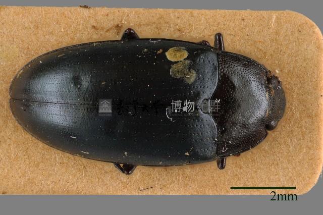 大蕈蟲藏品圖，第1張