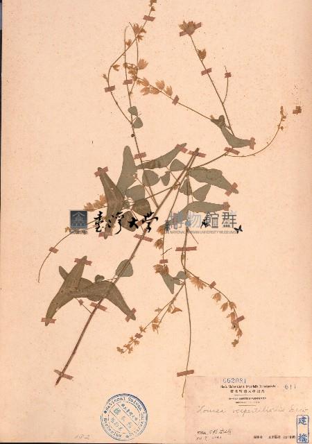 蝙蝠草藏品圖，第1張