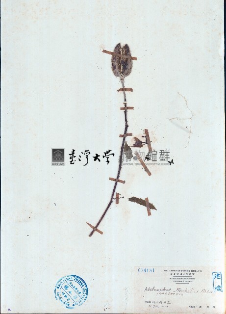 香葵藏品圖，第1張