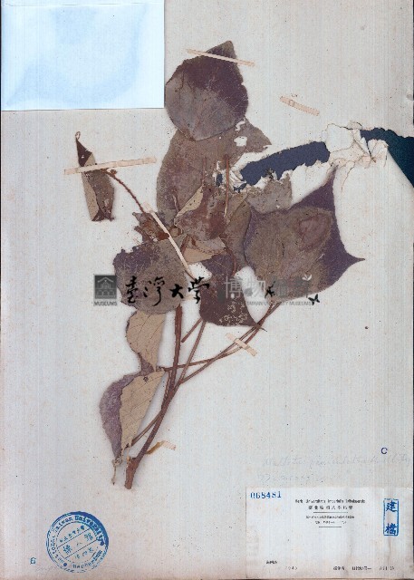 白匏仔藏品圖，第1張