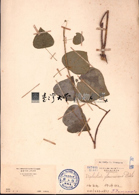 蒼白秤鉤風藏品圖，第1張