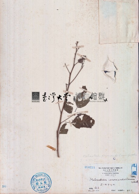 賽葵藏品圖，第1張