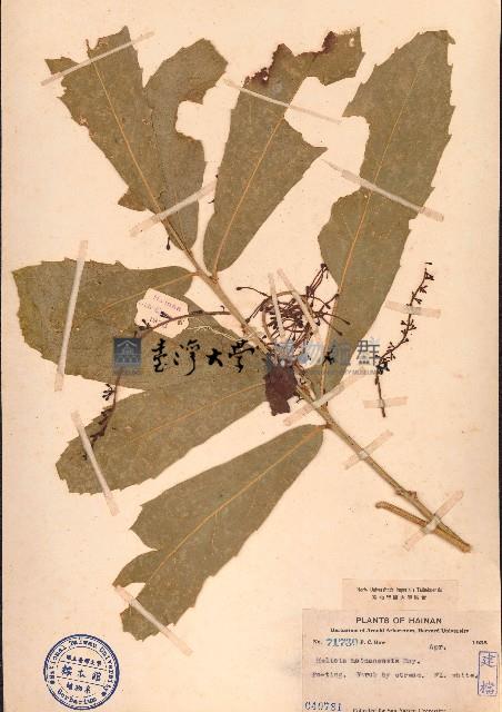 海南山龍眼藏品圖，第1張