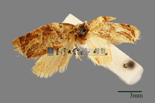 棉褐带捲葉蛾藏品圖，第1張