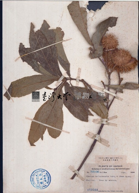 海南猴歡喜藏品圖，第1張