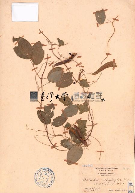 田代氏乳豆藏品圖，第1張