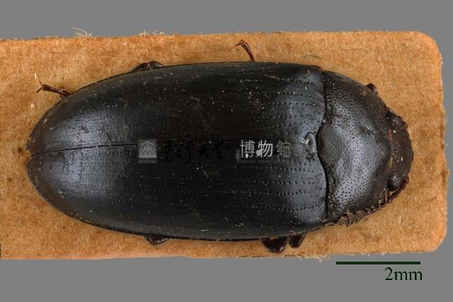 大蕈蟲藏品圖，第1張