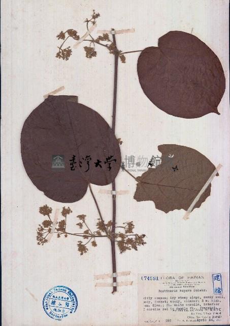 刺果藤藏品圖，第1張