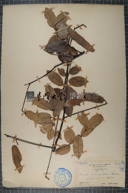 銹毛魚藤藏品圖，第1張
