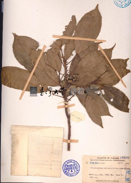 絹毛杜英藏品圖，第1張