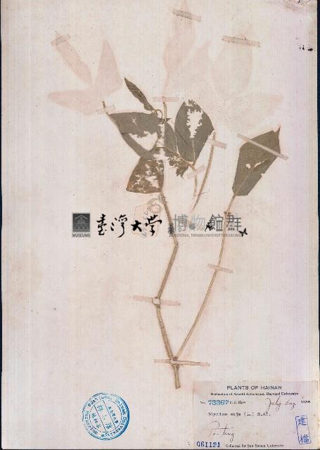 臺灣大豆藏品圖，第1張