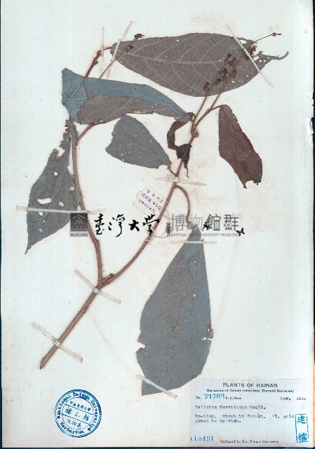 山苦茶藏品圖，第1張