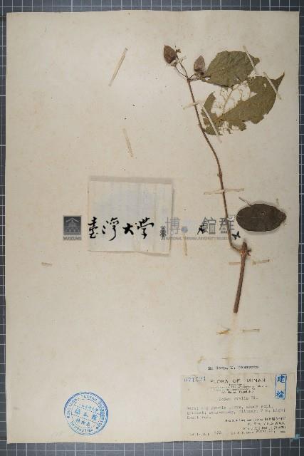 小果微花藤藏品圖，第1張