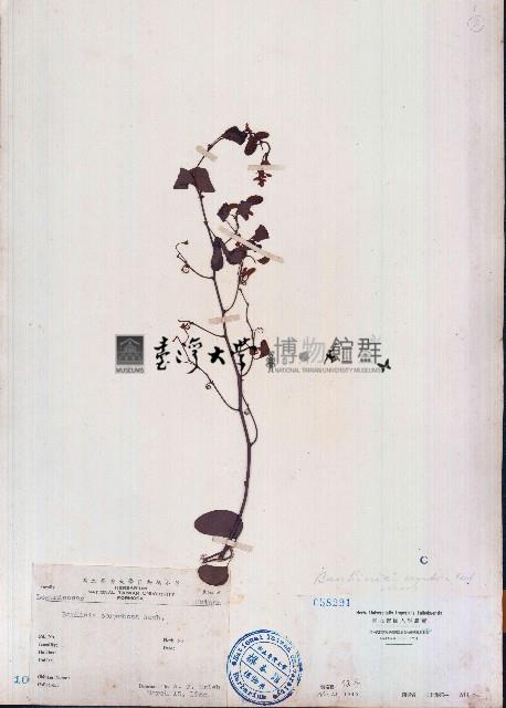 長序首冠藤藏品圖，第1張