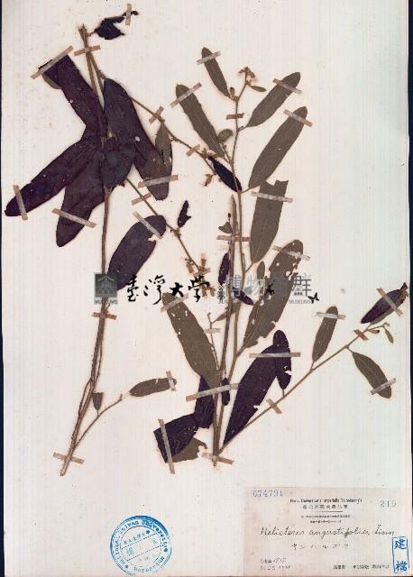 山芝麻藏品圖，第1張