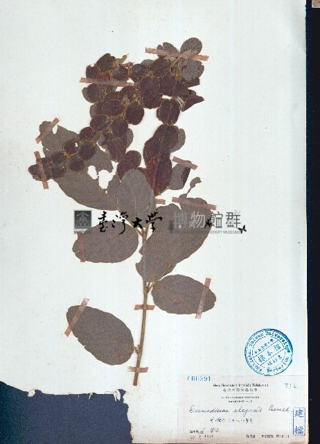 毛排錢樹、鱗狸鱗藏品圖，第1張