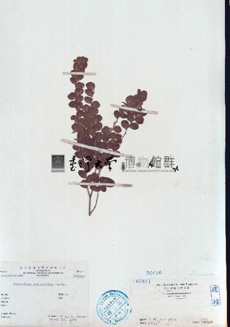 排錢樹藏品圖，第1張