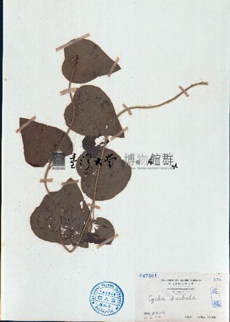 毛葉輪環藤藏品圖，第1張