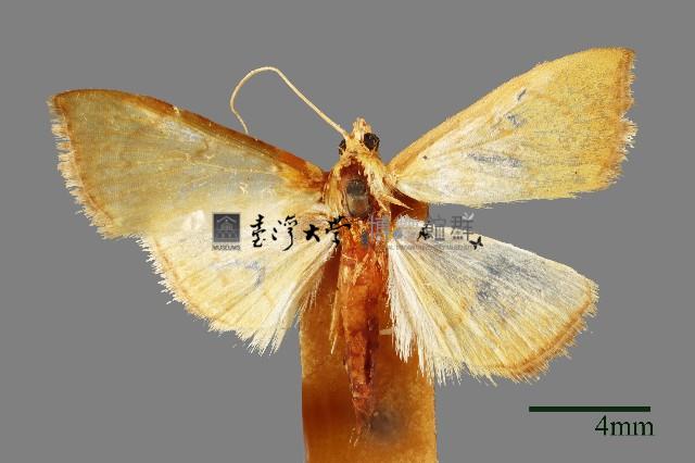 螟蛾藏品圖，第1張