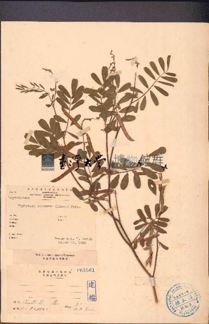 灰毛豆藏品圖，第1張