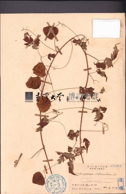 倒地鈴藏品圖，第1張