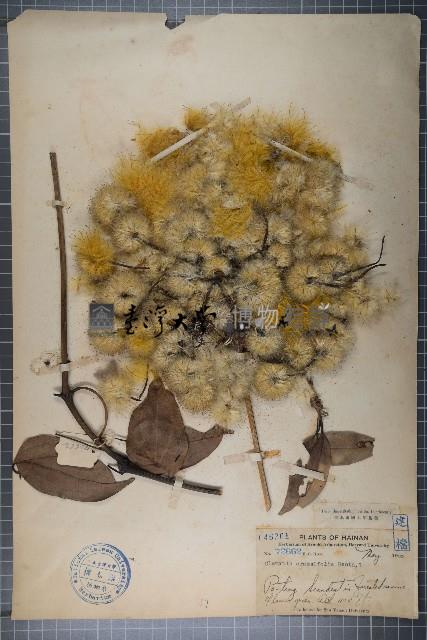 厚葉鐵線蓮藏品圖，第1張