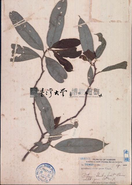 山地五月茶藏品圖，第1張