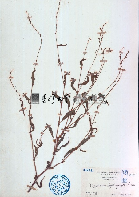 水蓼藏品圖，第1張