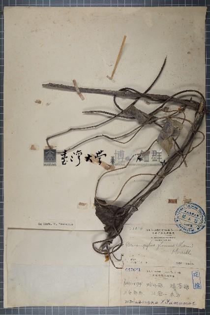 細圓藤藏品圖，第1張